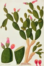Liedah Badah, Cardasse Cochenille, de Dibujos de Plantas de Malaca, c.1805-18
